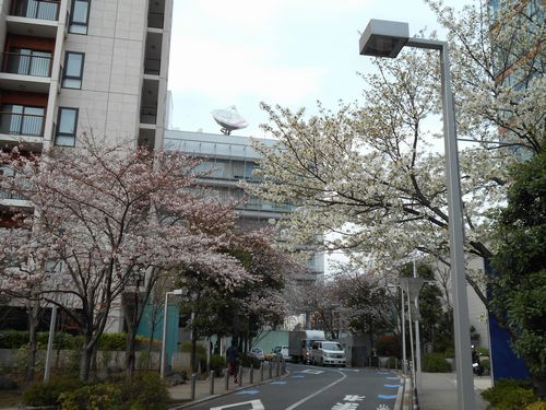 六本木ヒルズ桜、3月31日2016年-1