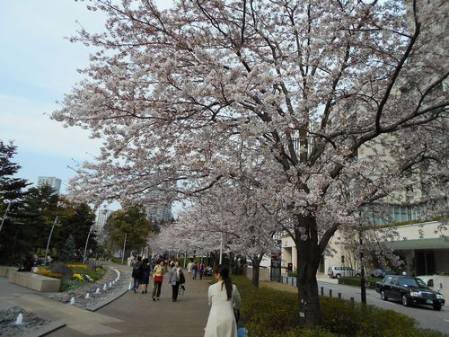 東京ミッドタウン桜、3月31日2016年-1