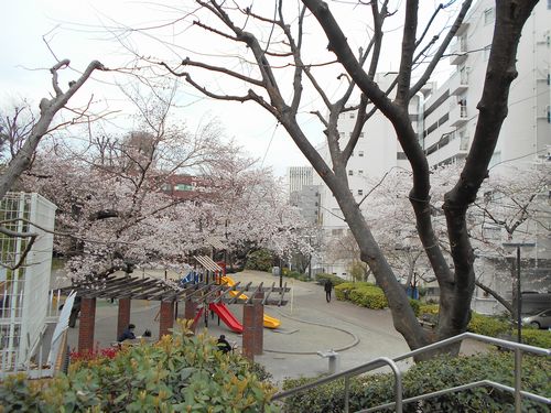 六本木三河台公園桜、3月31日2016年-1