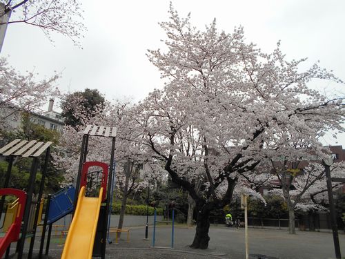 三河台公園今日の桜4月2日2016年1