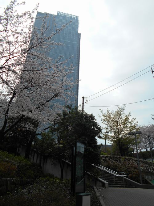東京ミッドタウン今日の桜4月3日2016年1