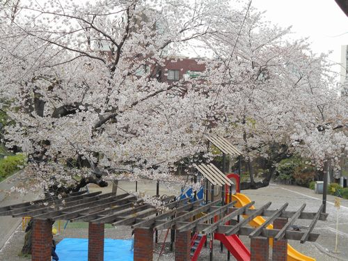三河台公園今日の桜4月6日2016年1