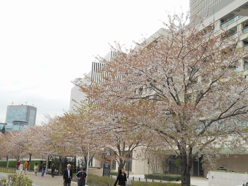 東京ミッドタウン今日の桜4月8日2016年1