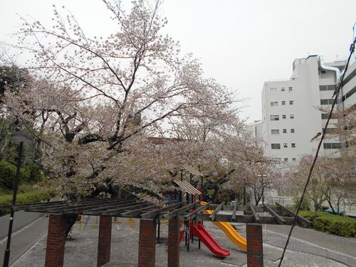 三河台公園今日の桜4月8日2016年1