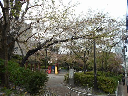 三河台公園今日の桜4月10日2016年1