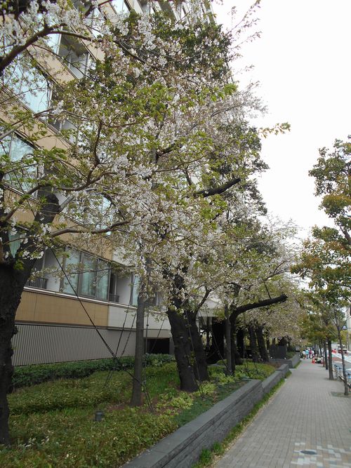 東京ミッドタウン今日の桜4月9日2016年1