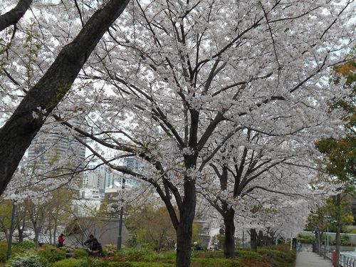 東京ミッドタウン今日の桜4月4日2016年10