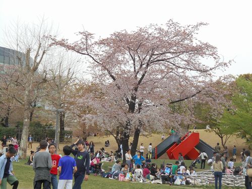 東京ミッドタウン今日の桜4月10日2016年10