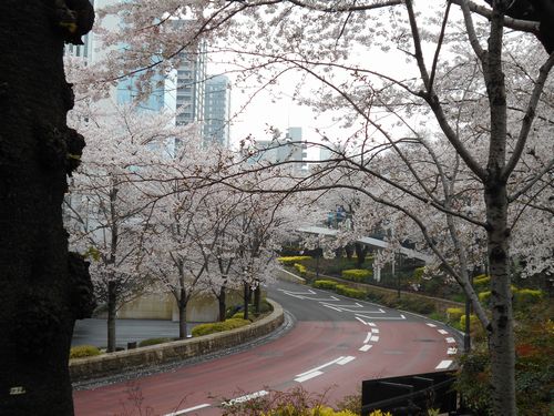 東京ミッドタウン今日の桜4月3日2016年11