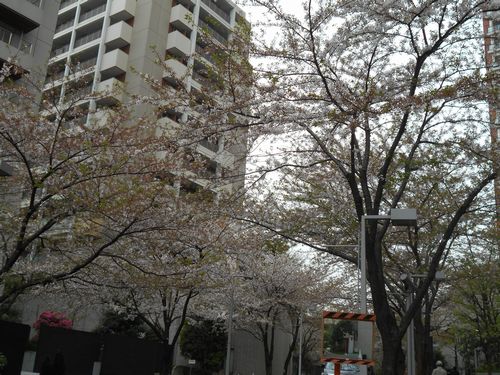六本木ヒルズ今日の桜4月10日2016年11