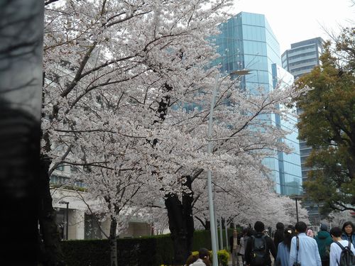 東京ミッドタウン今日の桜4月3日2016年12