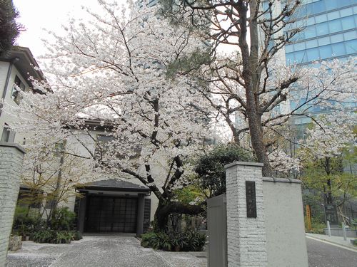 六本木西光寺門前の桜