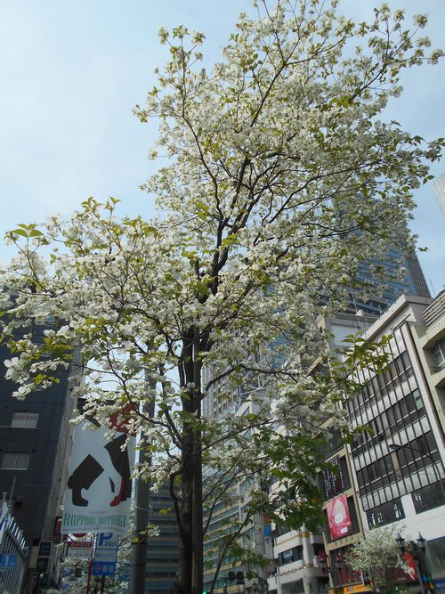 六本木の街路樹白い花2