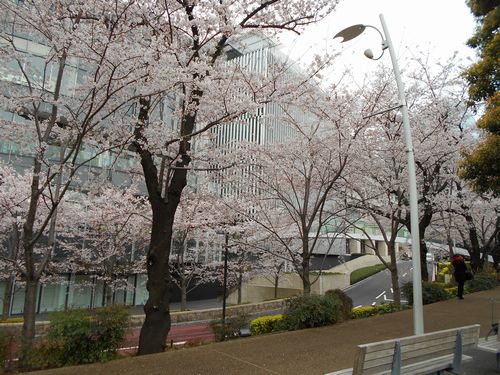 東京ミッドタウン今日の桜4月2日2016年13