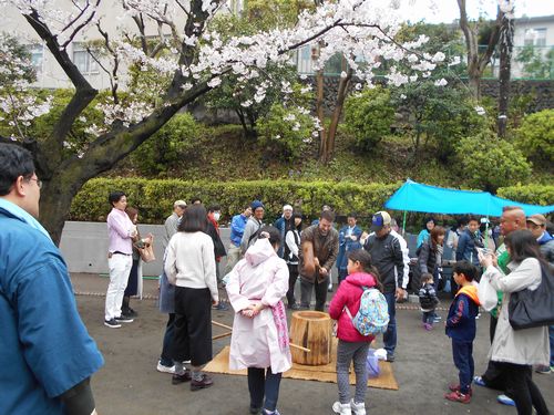 三河台公園今日の桜4月3日2016年12