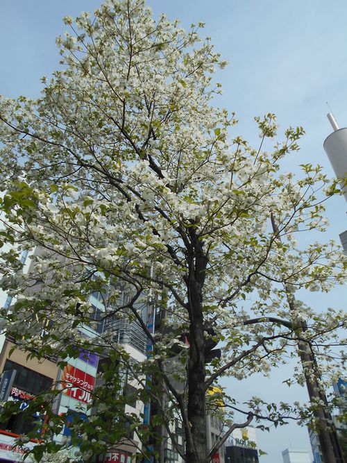 六本木の街路樹白い花3