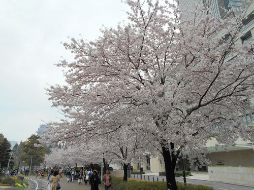 東京ミッドタウン今日の桜4月3日2016年14