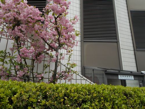 ANAインターコンチネンタルホテル東京の八重桜