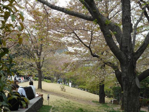 東京ミッドタウン今日の桜4月10日2016年14
