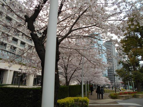 東京ミッドタウン今日の桜4月2日2016年15