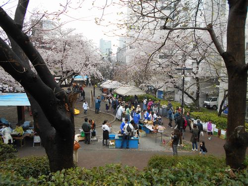 三河台公園今日の桜4月3日2016年14