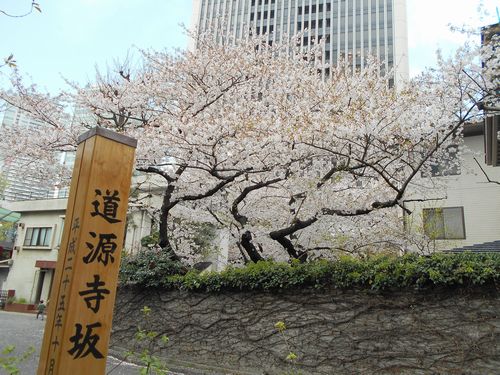 六本木一丁目道源寺坂の桜