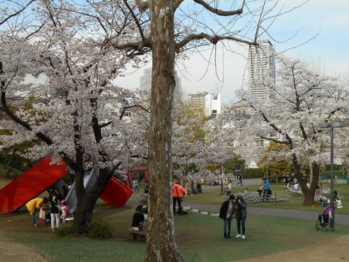 東京ミッドタウン今日の桜4月6日2016年15