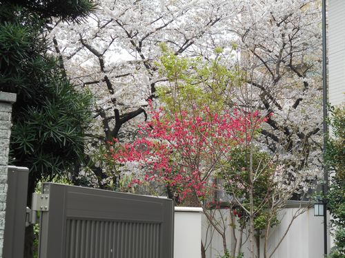六本木一丁目西光寺の庭の桜
