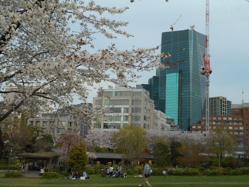 東京ミッドタウン今日の桜4月6日2016年16
