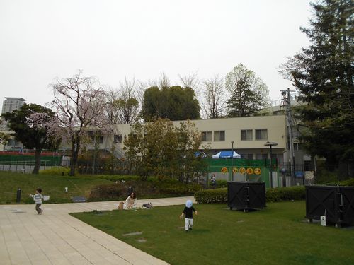 中之町幼稚園の桜2