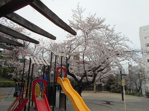 六本木三河台公園桜、3月31日2016年-2