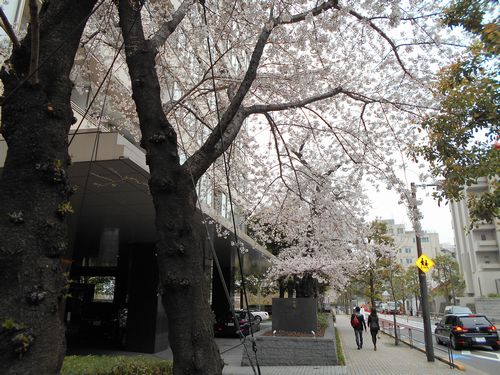 東京ミッドタウン今日の桜4月2日2016年2