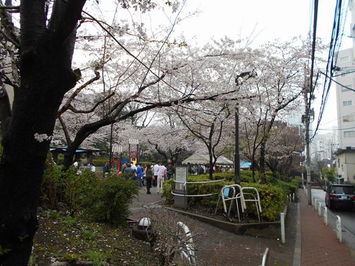 三河台公園今日の桜4月3日2016年2