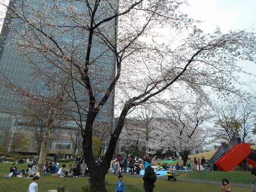 東京ミッドタウン今日の桜4月3日2016年2