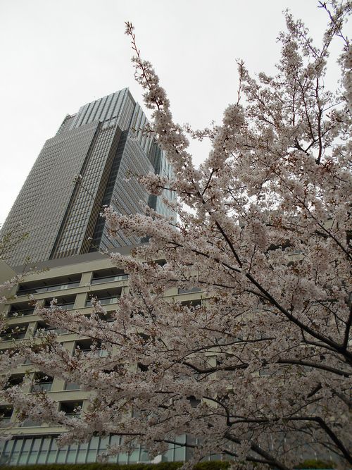 東京ミッドタウン今日の桜4月5日（火曜日）2016年2