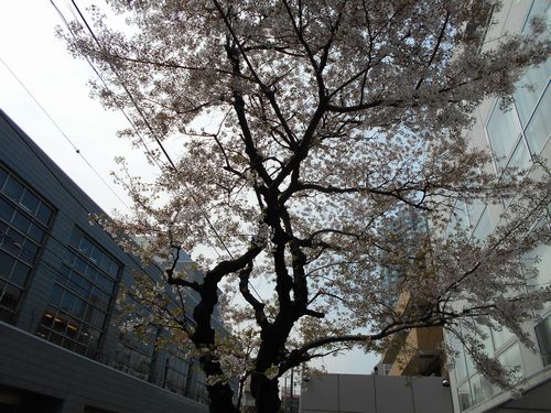 六本木3丁目の桜、2016年2