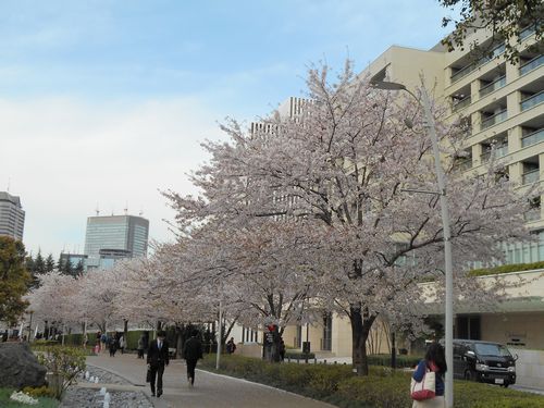 東京ミッドタウン今日の桜4月6日2016年2