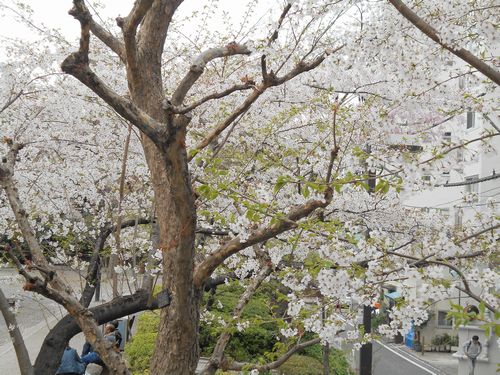 三河台公園今日の桜4月6日2016年2