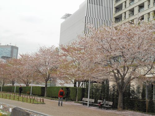 東京ミッドタウン今日の桜4月8日2016年2