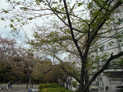 三河台公園今日の桜4月10日2016年2