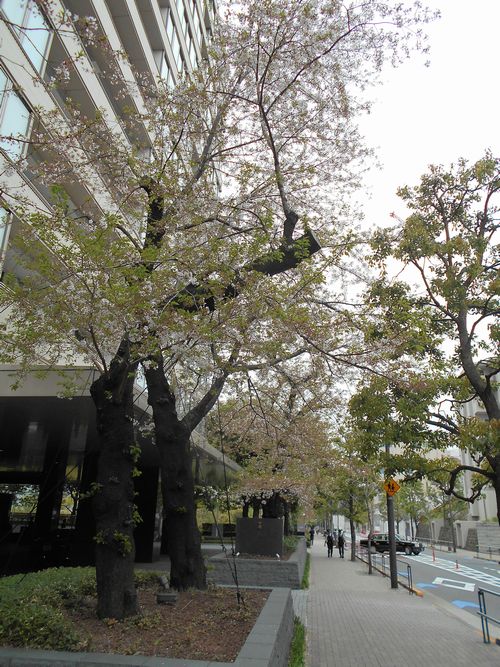 東京ミッドタウン今日の桜4月10日2016年2