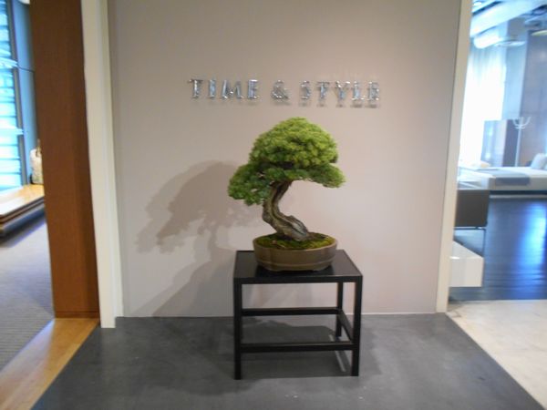東京ミッドタウンTIME＆STYLEの「松の盆栽」