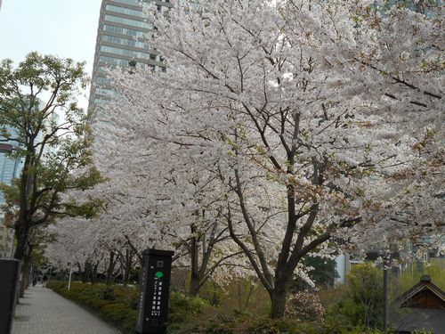 東京ミッドタウン今日の桜4月6日2016年21