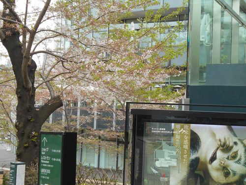 東京ミッドタウン今日の桜4月10日2016年21