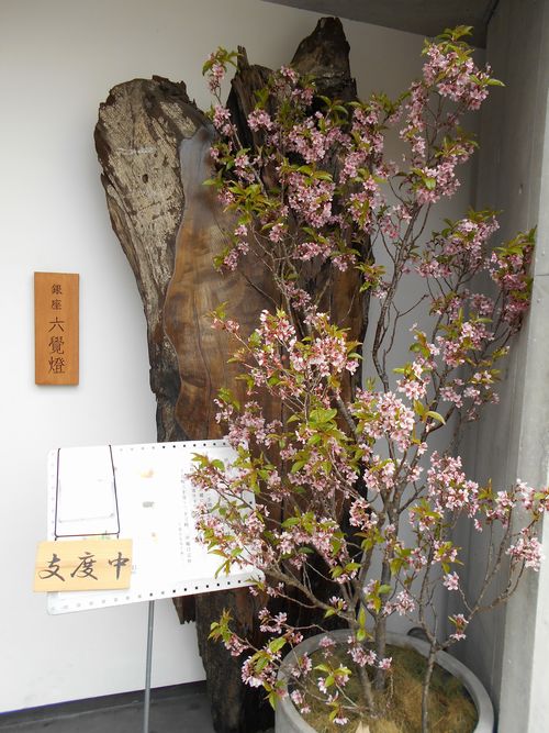 銀座六覺燈麻布十番店の桜のディスプレイ