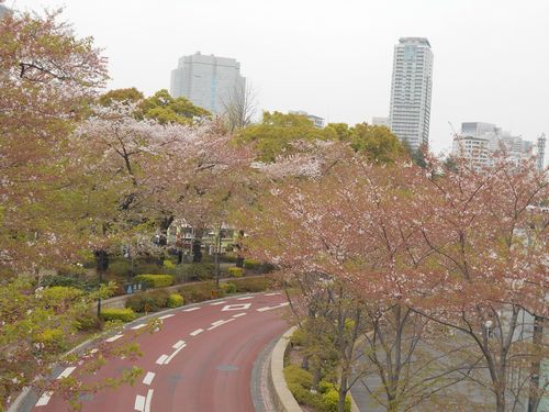 東京ミッドタウン今日の桜4月10日2016年22