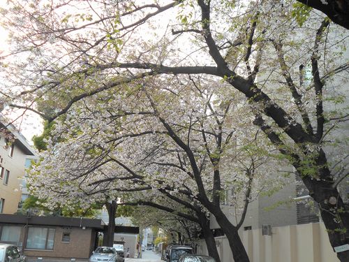 麻布永坂の桜2016年2