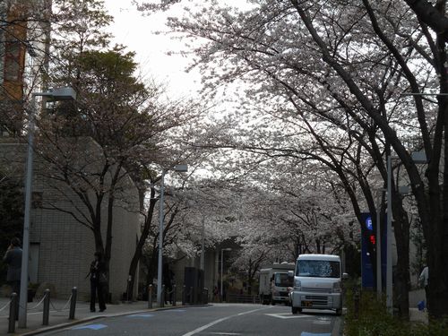 六本木ヒルズ桜、3月31日2016年-3