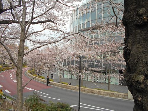 東京ミッドタウン桜、3月31日2016年-3