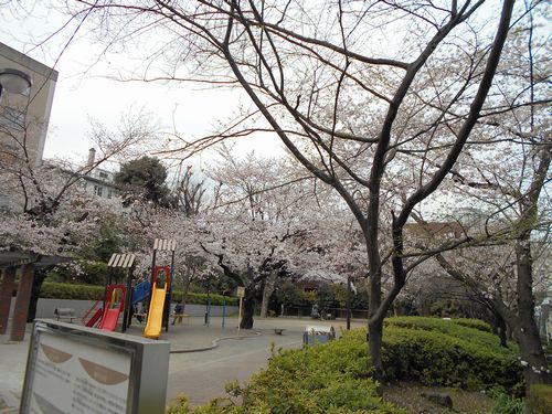 六本木三河台公園桜、3月31日2016年-3